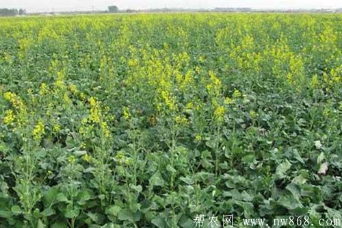 油菜种植过程中出现缺肥症有哪些表现？如何补救？