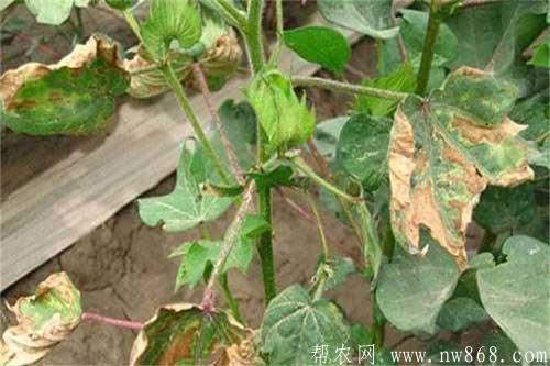 棉花种植过程中出现僵苗的原因及防治方法