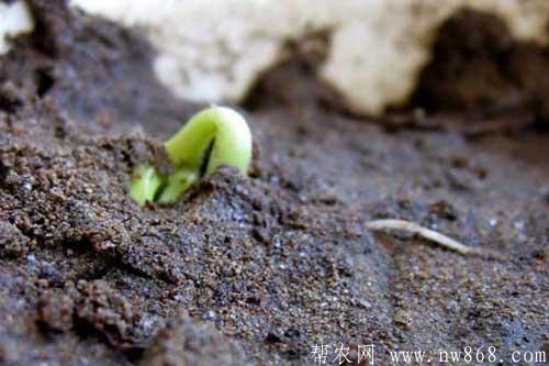 黄豆的生长包括哪些过程 黄豆的生长包括哪些过程