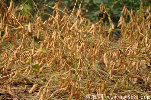 大豆倒伏的原因及大豆倒伏的预防措施 大豆倒伏的原因及大豆倒伏的预防措施