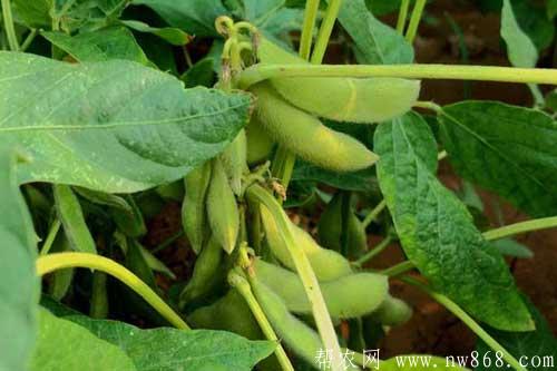 黄豆的生长包括哪些过程 黄豆的生长包括哪些过程