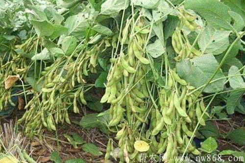 大豆倒伏的原因及大豆倒伏的预防措施 大豆倒伏的原因及大豆倒伏的预防措施