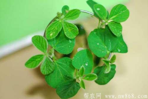 黄豆的生长包括哪些过程 黄豆的生长包括哪些过程