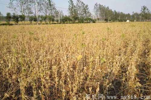 大豆倒伏的原因及大豆倒伏的预防措施 大豆倒伏的原因及大豆倒伏的预防措施