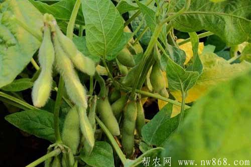 黄豆的生长包括哪些过程