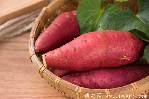 甘薯制饴糖需要哪些生产工艺和技术流程​？