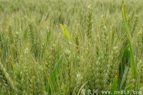 有关小麦种植技术的10个常见问题