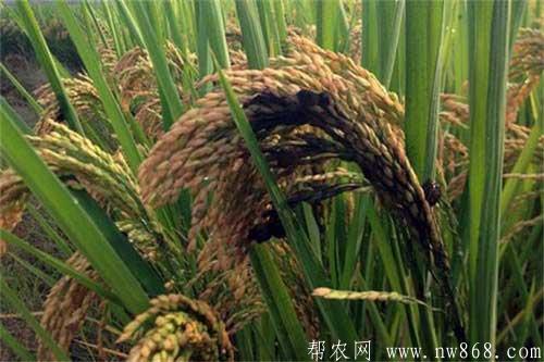水稻发生稻曲病的病症状及防治方法