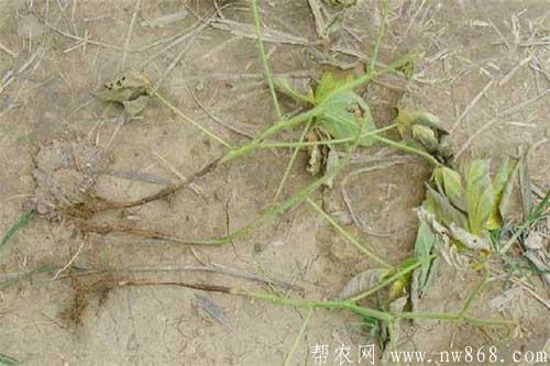 大豆倒伏的原因及大豆倒伏的预防措施