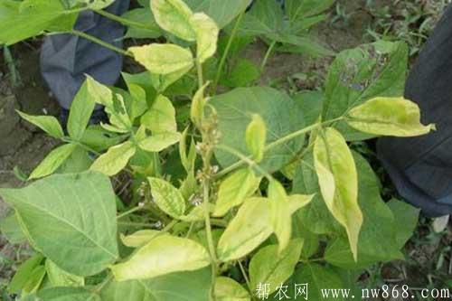 做好大豆苗期管理是获得高产的关键 做好大豆苗期管理是获得高产的关键
