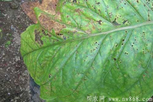 烟草发生赤星病症状及防治方法 烟草发生赤星病症状及防治方法