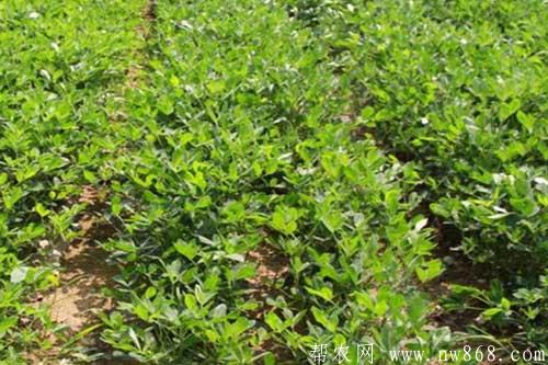 花生种植中后期田间管理技巧 花生种植中后期田间管理技巧
