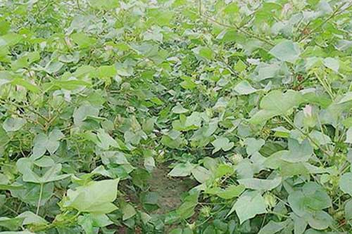 棉花发生疯长的原因以及防治措施 棉花发生疯长的原因以及防治措施