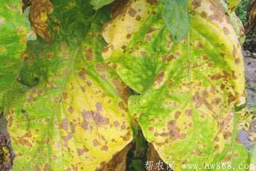烟草发生赤星病症状及防治方法 烟草发生赤星病症状及防治方法