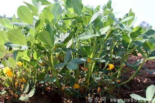 花生种植中后期田间管理技巧 花生种植中后期田间管理技巧
