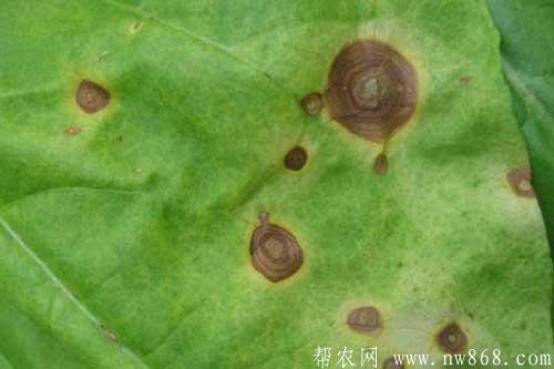 烟草发生赤星病症状及防治方法 烟草发生赤星病症状及防治方法