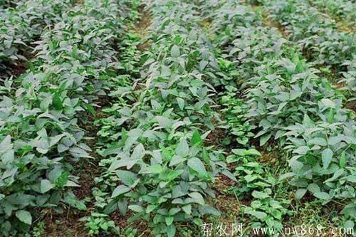 做好大豆苗期管理是获得高产的关键 做好大豆苗期管理是获得高产的关键