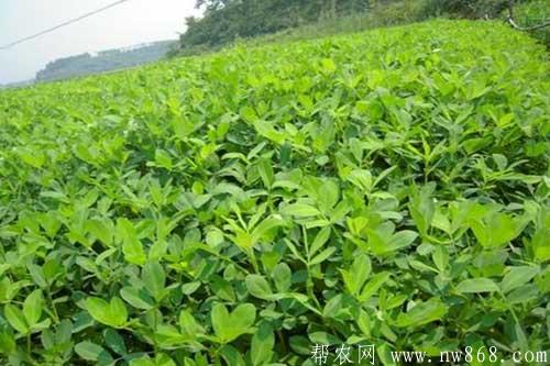 花生种植中后期田间管理技巧 花生种植中后期田间管理技巧