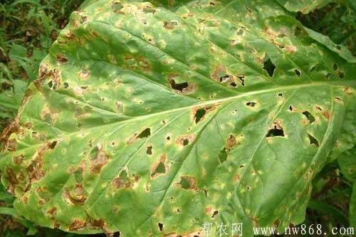 烟草发生赤星病症状及防治方法