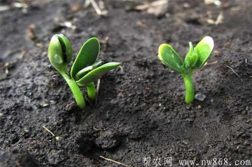 做好大豆苗期管理是获得高产的关键