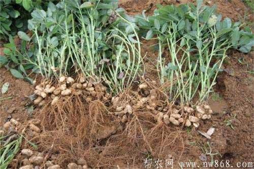 花生种植中后期田间管理技巧