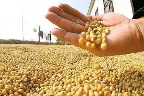 大豆在储藏过程中需要注意什么 大豆在储藏过程中需要注意什么