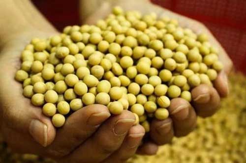 大豆在储藏过程中需要注意什么 大豆在储藏过程中需要注意什么