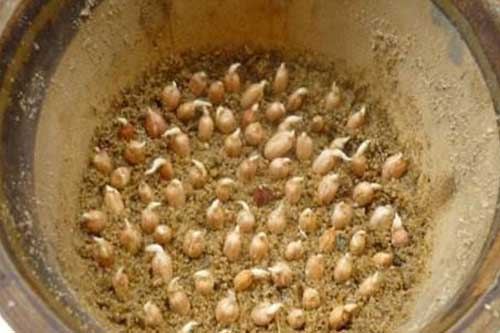 花生浸种催芽及包衣拌种方法 花生浸种催芽及包衣拌种方法
