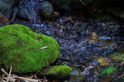 介绍四种青苔的药用治疗方法