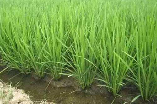 水稻分蘖过多怎么办?有哪些解决措施? 水稻分蘖过多怎么办?有哪些解决措施?