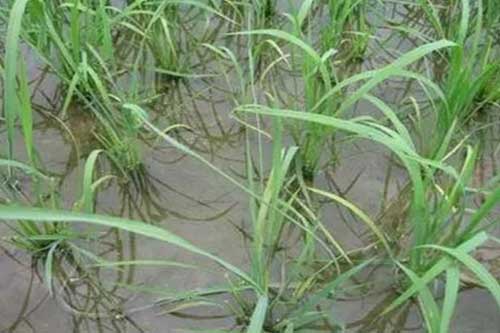 水稻种植过程中生长缓慢是什么原因引起的? 水稻种植过程中生长缓慢是什么原因引起的?