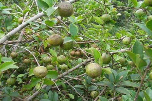 种植油茶树在管理过程中需要注意哪些问题 种植油茶树在管理过程中需要注意哪些问题