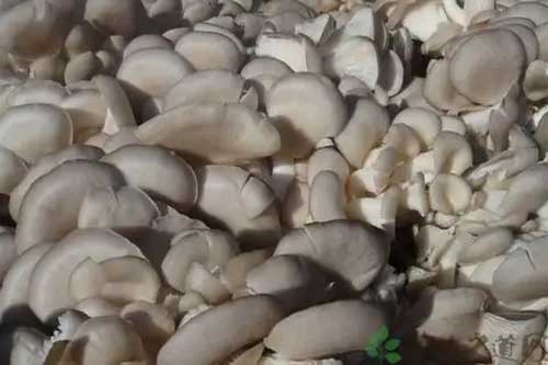 让平菇收茬培养料再次出菇的方法