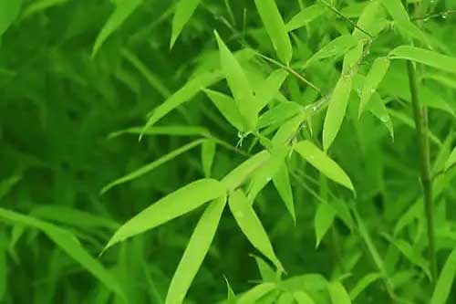 竹子是草还是树?竹子是木本植物还是草本植物? 竹子是草还是树?竹子是木本植物还是草本植物?