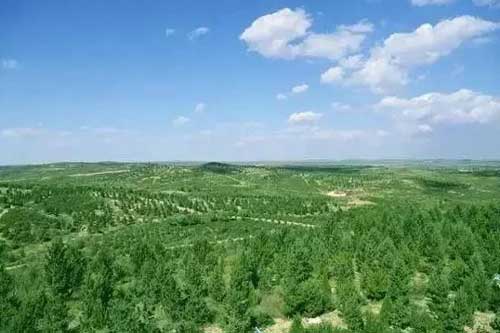 提高植树造林成活率的新方法