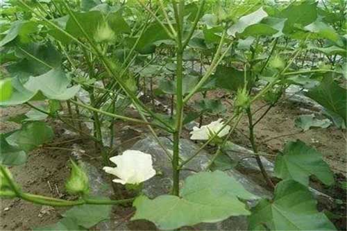 棉花种植过程中出现早衰状况应该如何防治
