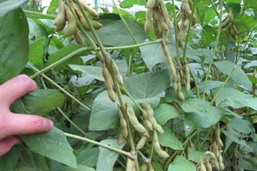 大豆重茬种植减产应该防治?有哪些措施? 大豆重茬种植减产应该防治?有哪些措施?