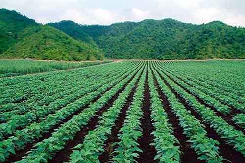 大豆要高产,施肥很关键 大豆要高产,施肥很关键