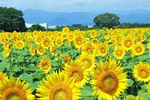 种植向日葵需要哪些条件? 种植向日葵需要哪些条件?