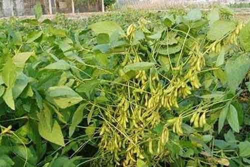 大豆重茬种植减产应该防治?有哪些措施? 大豆重茬种植减产应该防治?有哪些措施?