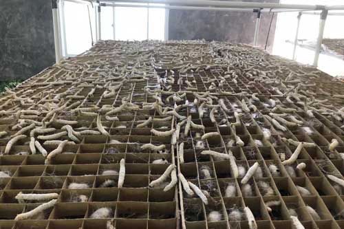 利用多种树条和作物秸秆自制方格蚕蔟的方法
