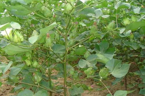 棉花种植过程中追肥需要掌握的技巧