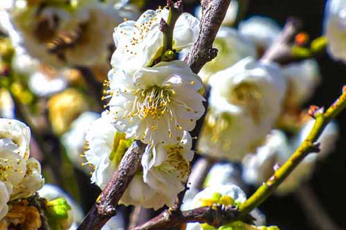 梅花品种有哪些?附梅花图片大全 梅花品种有哪些?附梅花图片大全