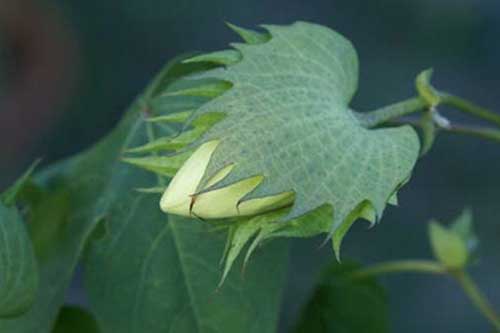 棉花整枝时间点及技术要求 棉花整枝时间点及技术要求