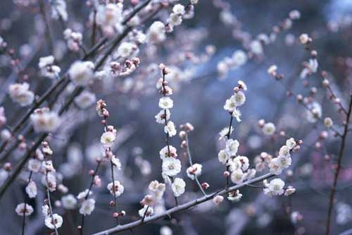 梅花品种有哪些?附梅花图片大全 梅花品种有哪些?附梅花图片大全