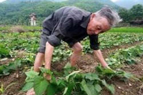 红薯生长过程中是否需要翻藤?有哪些注意事项? 红薯生长过程中是否需要翻藤?有哪些注意事项?