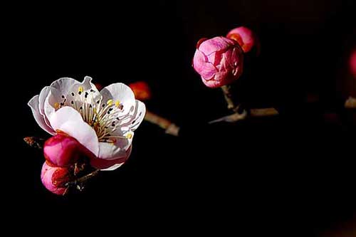 梅花品种有哪些?附梅花图片大全 梅花品种有哪些?附梅花图片大全