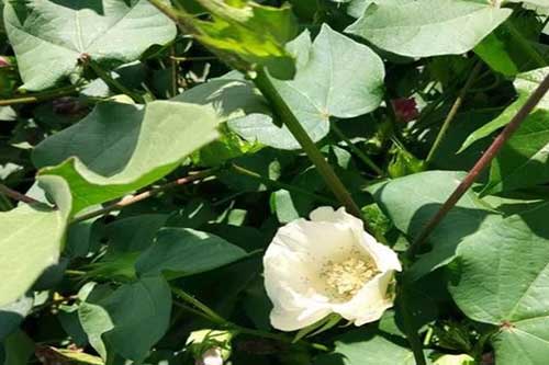 棉花整枝时间点及技术要求 棉花整枝时间点及技术要求