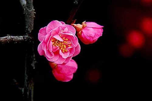 梅花品种有哪些?附梅花图片大全 梅花品种有哪些?附梅花图片大全