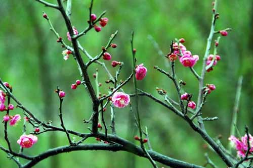 梅花品种有哪些?附梅花图片大全 梅花品种有哪些?附梅花图片大全